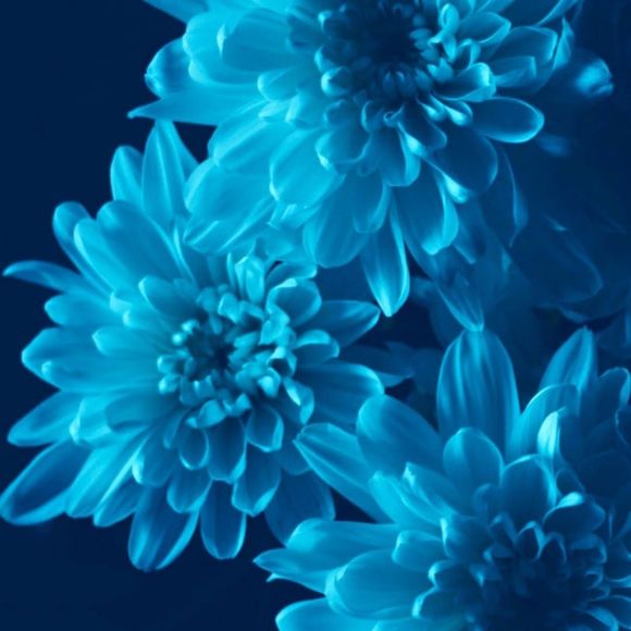 Meet your Posher, Teresa - Picture 1 of 1